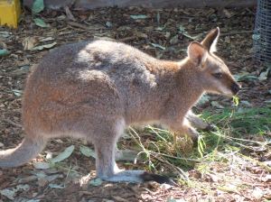 Wallaby